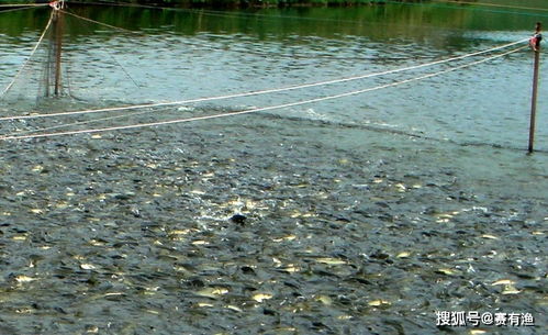 春季水產養殖水霉病的防治方法