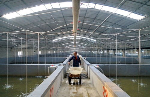 河北唐山灤南 工廠化水產養殖助增收