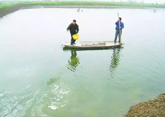 弧菌克星--蛭弧菌,中詢生物:對蝦白便紅體,病源竟然是這樣