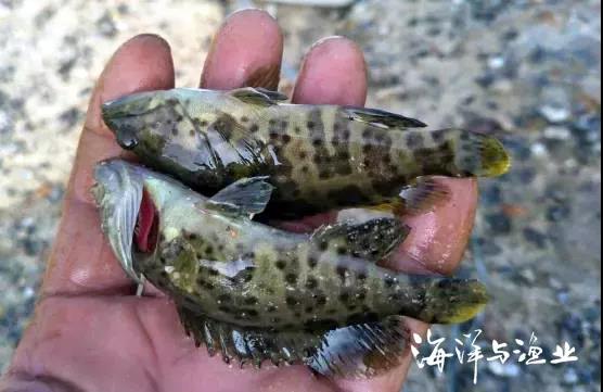 點贊 2020年廣東十大名優水產品榜單出爐