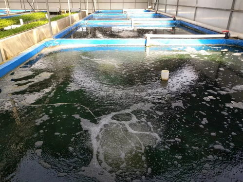 捍衛(wèi)食材安全 京城老漁 北京 農(nóng)業(yè)科技園區(qū) 獲評(píng)水產(chǎn)健康養(yǎng)殖示范場(chǎng)