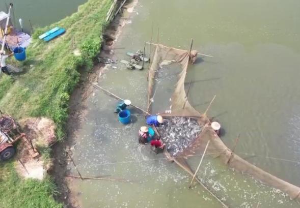 陽江一水產(chǎn)養(yǎng)殖基地年供大灣區(qū)活魚超過5000噸