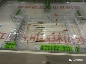 這才是屬于水產(chǎn)養(yǎng)殖人自己的展會(huì),100多家動(dòng)保 設(shè)備 飼料企業(yè)齊聚華中,帶來新產(chǎn)品 新技術(shù) 新模式