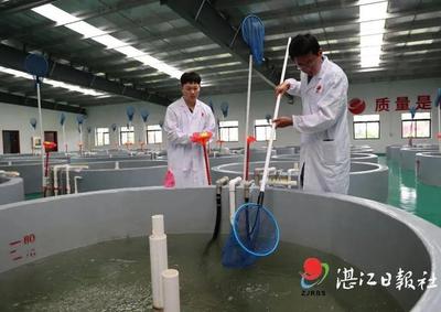 在湛江這里,誕生了海水養殖種業的"中國芯"