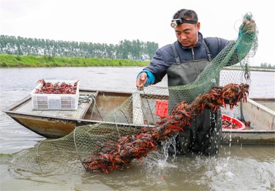 【新時(shí)代 新作為 新篇章】 &ldquo;一二三產(chǎn)&rdquo;深度融合 小龍蝦&ldquo;變身&rdquo;全面小康大產(chǎn)業(yè)