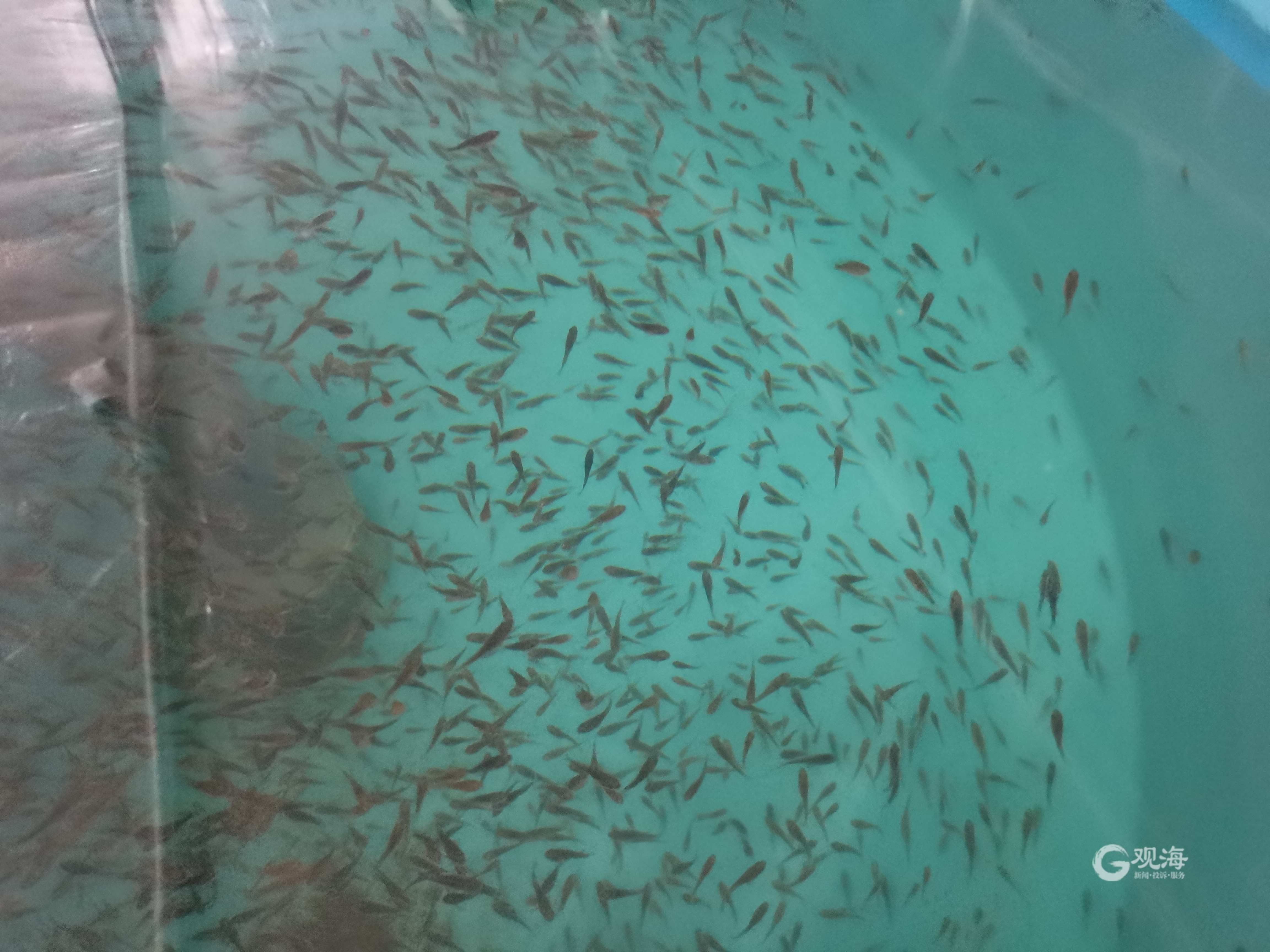 每年將產(chǎn)出魚苗2000萬尾!全人工繁育技術(shù)研發(fā)成功,青島墨瑞鱈&ldquo;游&rdquo;向全國(guó)