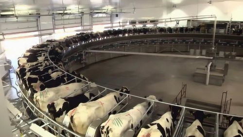 國外現(xiàn)代化養(yǎng)牛工廠,難怪養(yǎng)出來的牛肉這么貴,太先進(jìn)了