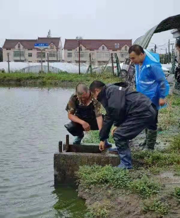 決不輕易讓水產養殖豐收成果受損失,金山這個鎮全力以赴抗擊 燦都 臺風
