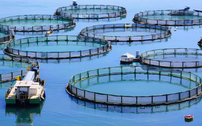 湖北依琪農研:生態甲魚養殖技術的創新實踐與產業升級