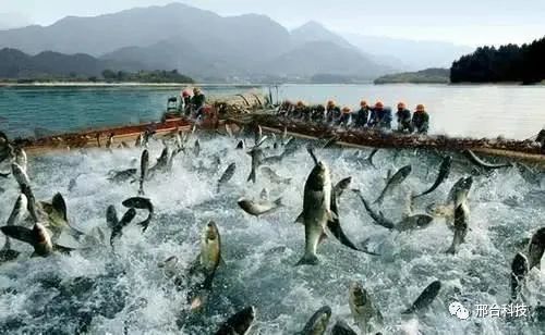 沙河實(shí)現(xiàn)水產(chǎn)養(yǎng)殖技術(shù)研發(fā)零突破