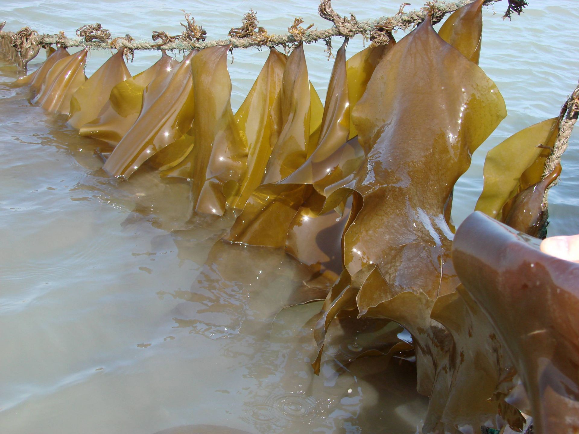 探秘海藻世界 全國海帶養殖起源青島，新品種誕生與農家樂觀光服務