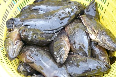 銀海區石斑魚豐收季 金虎、龍膽珍珠組團來“報到”，推動水產養殖技術新發展