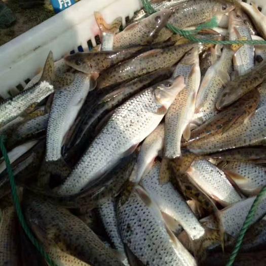 想養(yǎng)花骨魚(yú)？這些養(yǎng)殖技巧你必須掌握