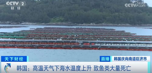 損失超1.5億元！魚(yú)類(lèi)大量死亡重創(chuàng)水產(chǎn)養(yǎng)殖業(yè)，技術(shù)研發(fā)迫在眉睫